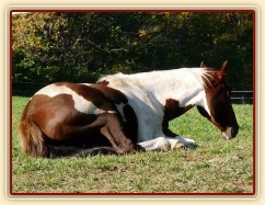 Říjen 2010, Vikina odpočívá