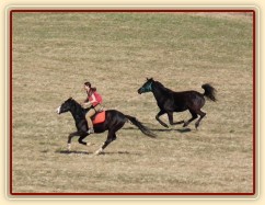 Jaro 2010, Carthago závodí s Grantem na vyjížďce