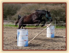 Jaro 2010, skákání skokové řady ve volnosti