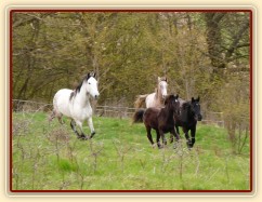 Duben 2010, stádo hřebců běhá po vypuštění na pastviny