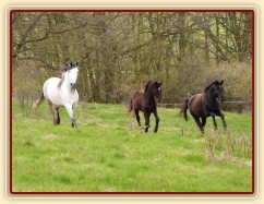 Duben 2010, stádo hřebců běhá po vypuštění na pastviny