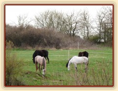 Duben 2010, stádo hřebců na pastvině