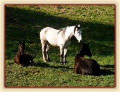 Duben 2010, Carthago a Witty odpočívají, Divík je hlídá