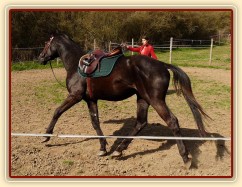 Květen 2010, lonžování ze sedlem a udidlem