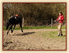 Květen 2010, lonžování ze sedlem a udidlem, Carthago mrská hlavou...