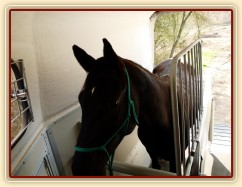 Květen 2010, Carthago vevnitř přívěsu