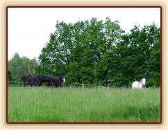 Červen 2010, hřebci na pastvě