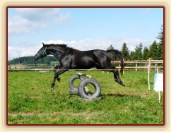 Srpen 2010, skákání těžších skokových řad ve volnosti