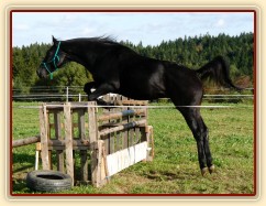 Srpen 2010, skákání těžších skokových řad ve volnosti