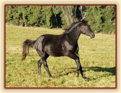 Říjen 2010, Carthago na pastvině