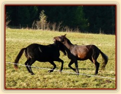 Říjen 2010, Carthago a Monty si hrají