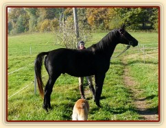 Říjen 2010, Carthago kouká na klisny...