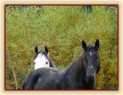 Říjen 2010, Carthago a Divík na pastvině