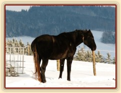 Leden 2011, odpočinek:-)