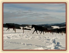 Leden 2011, Carthago vyprovází běžící stádo
