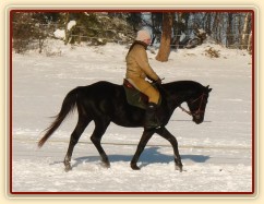 Únor 2011, práce na jízdárně, klus