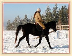 Únor 2011, práce na jízdárně, klus