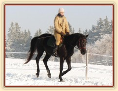 Únor 2011, práce na jízdárně, cval