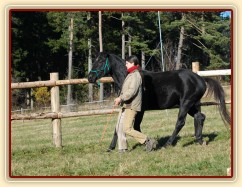 Říjen 2010, práce ve volnosti v kruhovce, zastavení z klusu. Foto Olga Procházková