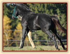 Říjen 2010, práce ze země, vyslání na kruh. Foto Olga Procházková