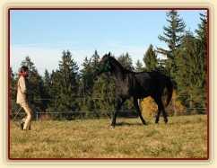 Říjen 2010, práce ve volnosti, přiklusání ke mě. Foto Olga Procházková