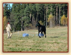 Říjen 2010, práce ve volnosti, přiklusání ke mě. Foto Olga Procházková