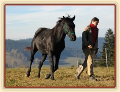 Říjen 2010, práce ve volnosti, klus vedle mě. Foto Olga Procházková