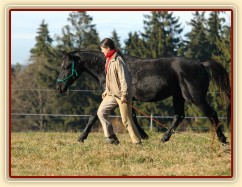 Říjen 2010, práce ve volnosti, klus vedle mě. Foto Olga Procházková