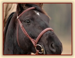 Carthago pozoruje ostatní koně, foto Olga Procházková