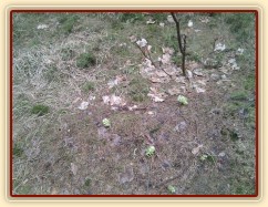 23.3.2011 - Začíná jaro, květů je čím dál víc:-) Léčivá bylinka Devětsil