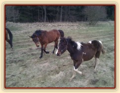 27.3.2011 - Roční hříbata s maminkami na výletě, o dovádění není nouze:-)