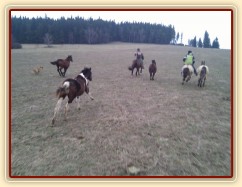 27.3.2011 - Roční hříbata s maminkami na výletě, o dovádění není nouze:-)