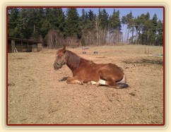 Nový přírůstek na hříbárně, necelé dva roky starý hřebeček plemene Morgan z USA.