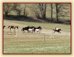 2.4.2011 - První vypuštění koní na pastvu, bylo veselo:-)