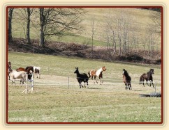 2.4.2011 - První vypuštění koní na pastvu, bylo veselo:-)