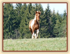 2.4.2011 - První vypuštění koní na pastvu, Vikina byla nejakčnější...