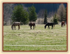 2.4.2011 - První vypuštění koní na pastvu, stádo hřebců