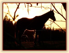 2.4.2011 - První vypuštění koní na pastvu, západ slunce