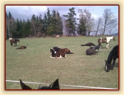 7.4.2011 - Siesta na jarní pastvině