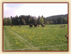 25.4.2011 - Vypuštění koní na novou pastvinu o velikosti 3 ha