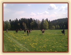 25.4.2011 - Vypuštění koní na novou pastvinu o velikosti 3 ha