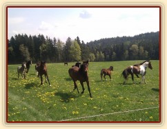 25.4.2011 - Vypuštění koní na novou pastvinu o velikosti 3 ha