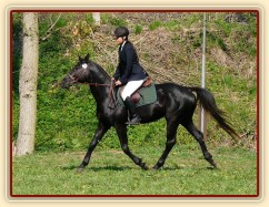 Carthago při opracování na kolbišti před soutěží ZM