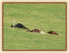 2.5.2011 - Hřebci spí na pastvině, čtyřletý Carthago a jím "adoptovaní" roční hřebečci, všichni v hlubokém spánku