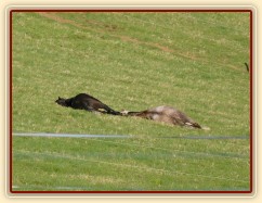 2.5.2011 - Hřebci spí na pastvině, čtyřletí Rybíz a Dukát, hluboký spánek:-)