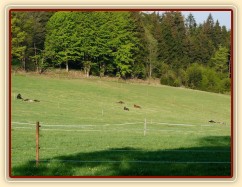 2.5.2011 - Celé stádo, všech osm hřebců, spí. A pak že někdo musí hlídat:-)