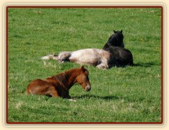 Čtyřletý Dukát a Rybíz, dvouletý Bob, všichni spí:-)