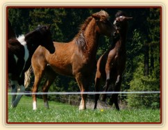 Roční Gimli doráží na dvouletého Boba