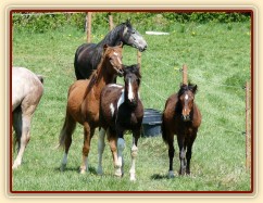 Stádo mladých hřebců