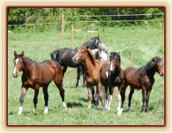 Stádo mladých hřebců